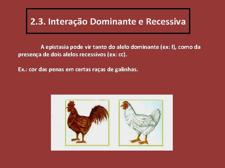 2. 3. Interação Dominante e Recessiva A epistasia pode vir tanto do alelo dominante