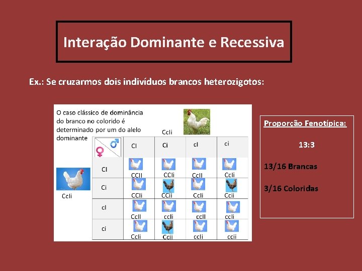 Interação Dominante e Recessiva Ex. : Se cruzarmos dois indivíduos brancos heterozigotos: Proporção Fenotípica: