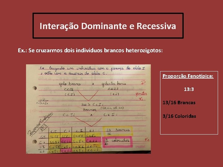 Interação Dominante e Recessiva Ex. : Se cruzarmos dois indivíduos brancos heterozigotos: Proporção Fenotípica: