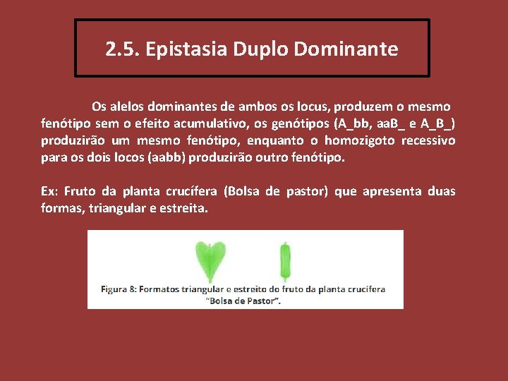 2. 5. Epistasia Duplo Dominante Os alelos dominantes de ambos os locus, produzem o