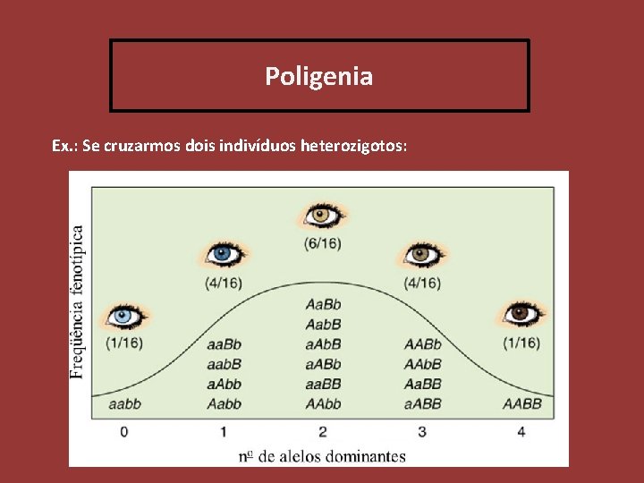 Poligenia Ex. : Se cruzarmos dois indivíduos heterozigotos: 