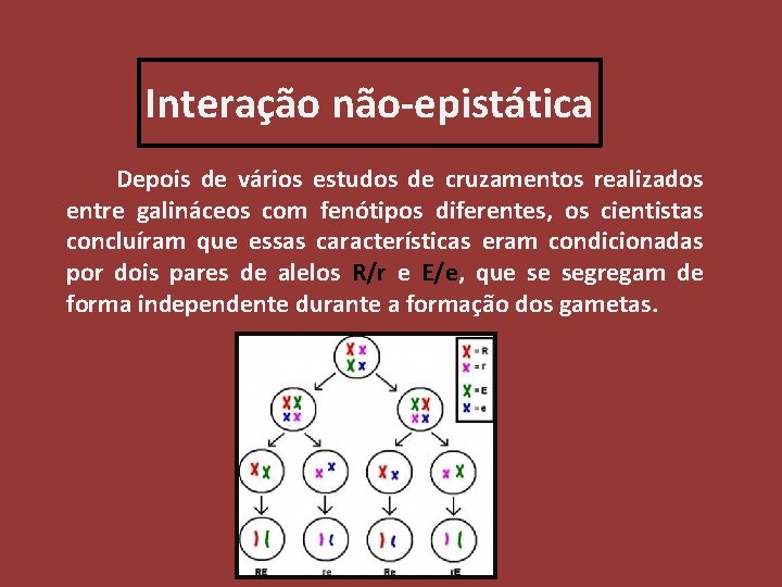 Interação não-epistática Depois de vários estudos de cruzamentos realizados entre galináceos com fenótipos diferentes,