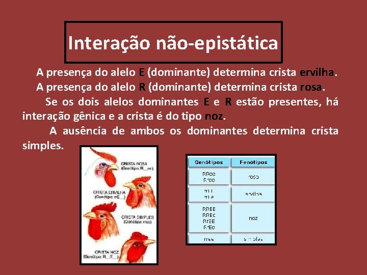 Interação não-epistática A presença do alelo E (dominante) determina crista ervilha. A presença do