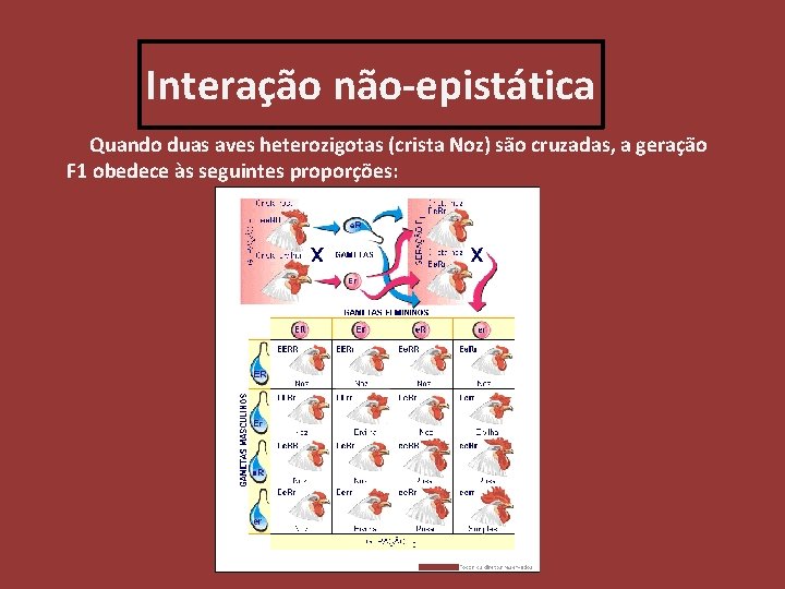 Interação não-epistática Quando duas aves heterozigotas (crista Noz) são cruzadas, a geração F 1