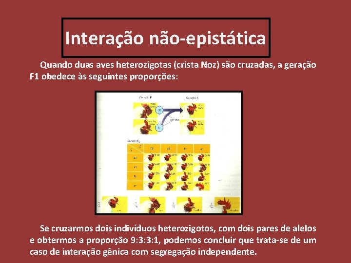 Interação não-epistática Quando duas aves heterozigotas (crista Noz) são cruzadas, a geração F 1