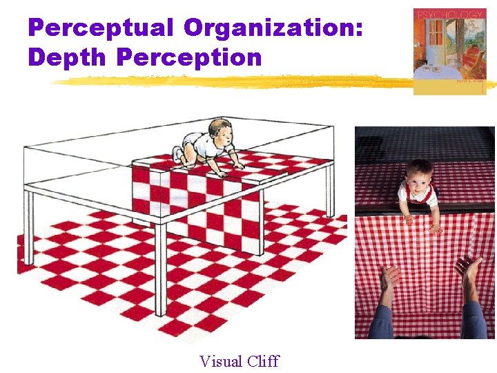 Perceptual Organization: Depth Perception Visual Cliff 
