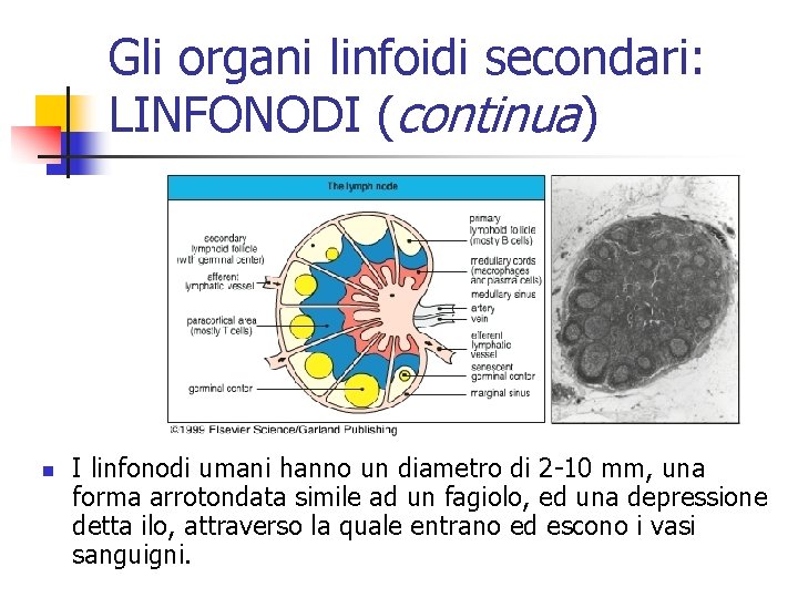 Gli organi linfoidi secondari: LINFONODI (continua) n I linfonodi umani hanno un diametro di