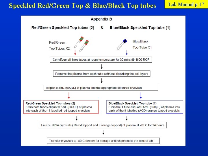  Speckled Red/Green Top & Blue/Black Top tubes Lab Manual p 17 