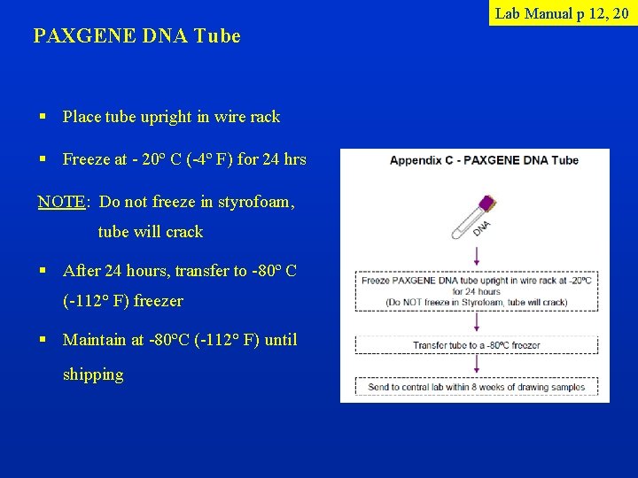 Lab Manual p 12, 20 PAXGENE DNA Tube § Place tube upright in wire