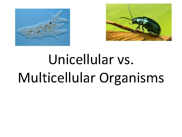 Unicellular vs. Multicellular Organisms 