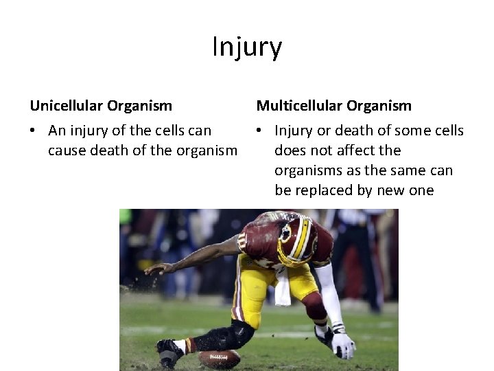 Injury Unicellular Organism • An injury of the cells can cause death of the