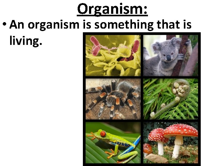 Organism: • An organism is something that is living. 