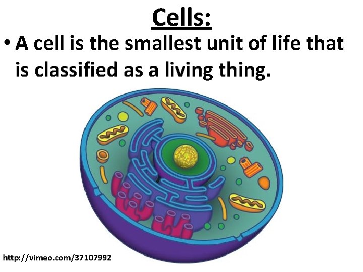 Cells: • A cell is the smallest unit of life that is classified as