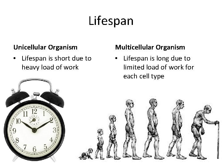 Lifespan Unicellular Organism • Lifespan is short due to heavy load of work Multicellular