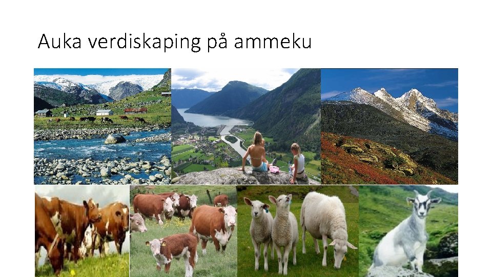 Auka verdiskaping på ammeku 