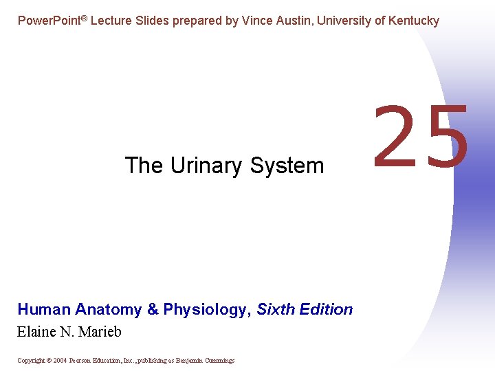 Power. Point® Lecture Slides prepared by Vince Austin, University of Kentucky The Urinary System