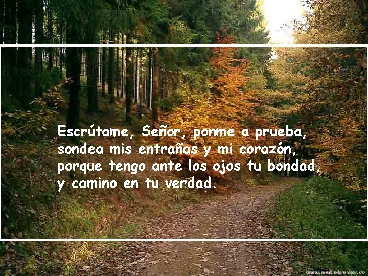 Escrútame, Señor, ponme a prueba, sondea mis entrañas y mi corazón, porque tengo ante