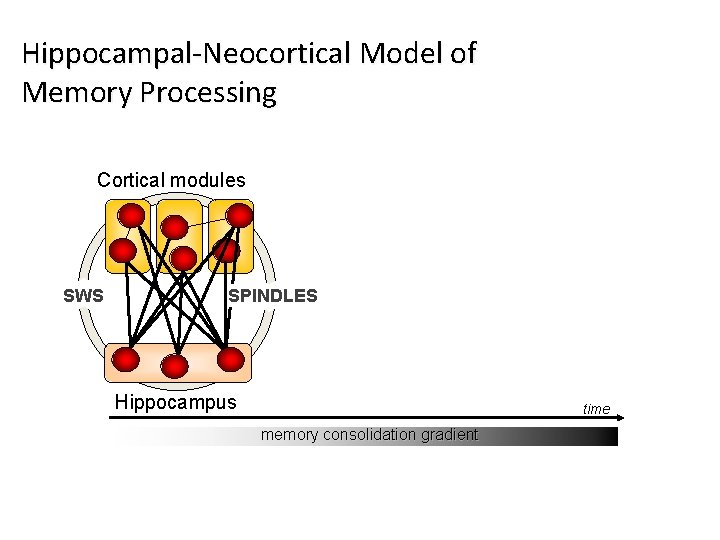 Hippocampal-Neocortical Model of Memory Processing Cortical modules SWS SPINDLES Hippocampus time memory consolidation gradient