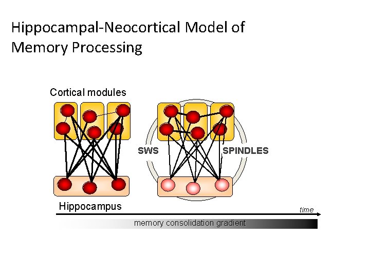 Hippocampal-Neocortical Model of Memory Processing Cortical modules SWS SPINDLES Hippocampus time memory consolidation gradient