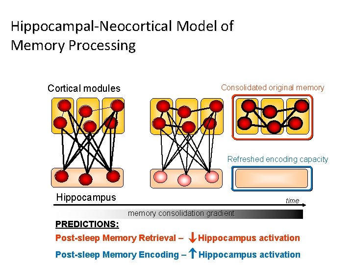 Hippocampal-Neocortical Model of Memory Processing Cortical modules Consolidated original memory Refreshed encoding capacity Hippocampus