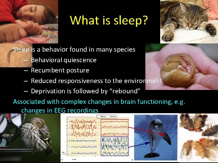 What is sleep? Sleep is a behavior found in many species – Behavioral quiescence