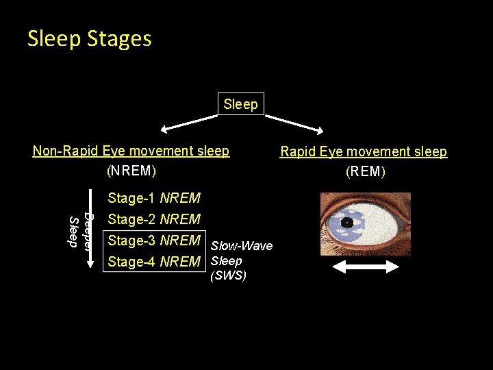 Sleep Stages Sleep Non-Rapid Eye movement sleep (NREM) Stage-1 NREM Deeper Sleep Stage-2 NREM