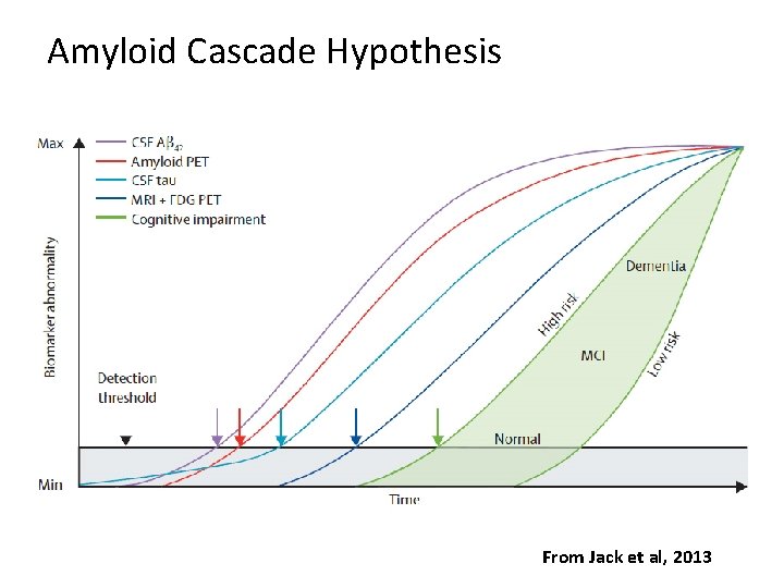 Amyloid Cascade Hypothesis From Jack et al, 2013 