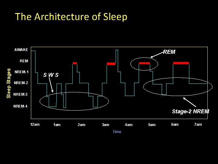 The Architecture of Sleep AWAKE REM Sleep Stages REM NREM-1 SWS NREM-2 NREM-3 NREM-4