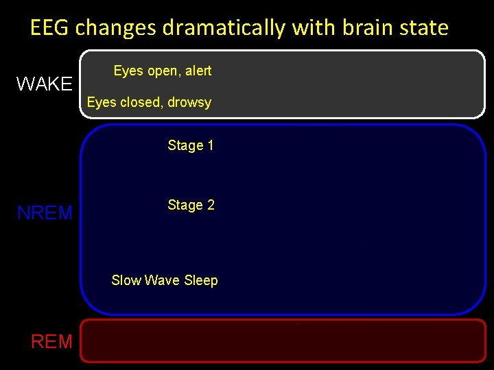 EEG changes dramatically with brain state WAKE Eyes open, alert Eyes closed, drowsy Stage