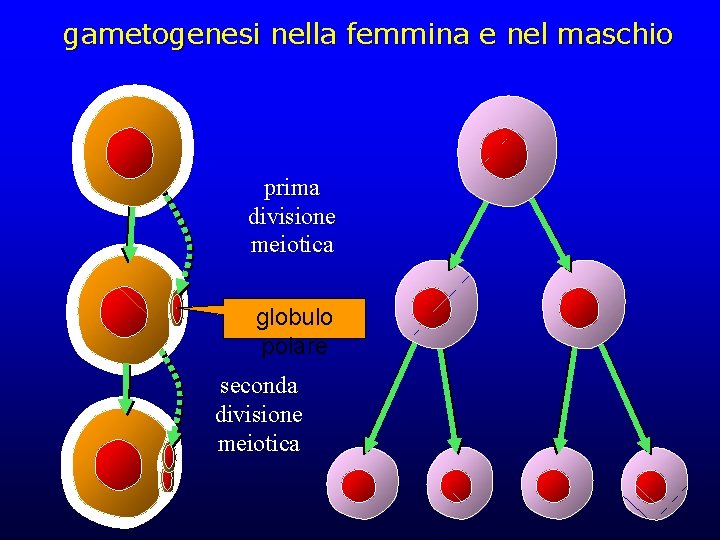 gametogenesi nella femmina e nel maschio prima divisione meiotica globulo polare seconda divisione meiotica gametogenesi nella femmina e nel maschio prima divisione meiotica globulo polare seconda divisione meiotica