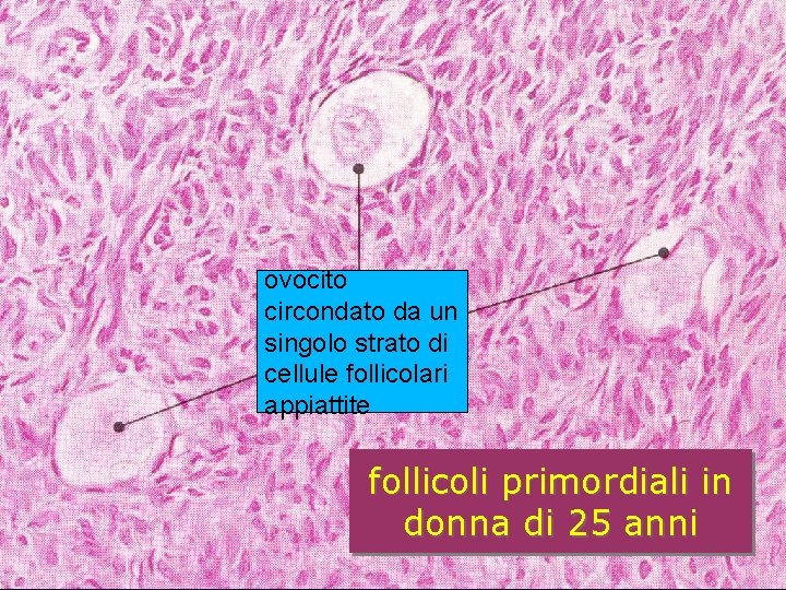 ovocito circondato da un singolo strato di cellule follicolari appiattite follicoli primordiali in donna ovocito circondato da un singolo strato di cellule follicolari appiattite follicoli primordiali in donna