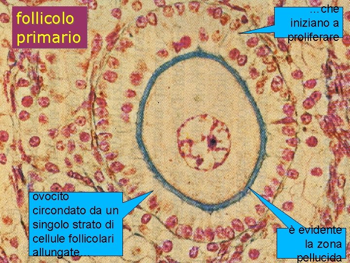follicolo primario ovocito circondato da un singolo strato di cellule follicolari allungate… …che iniziano follicolo primario ovocito circondato da un singolo strato di cellule follicolari allungate… …che iniziano