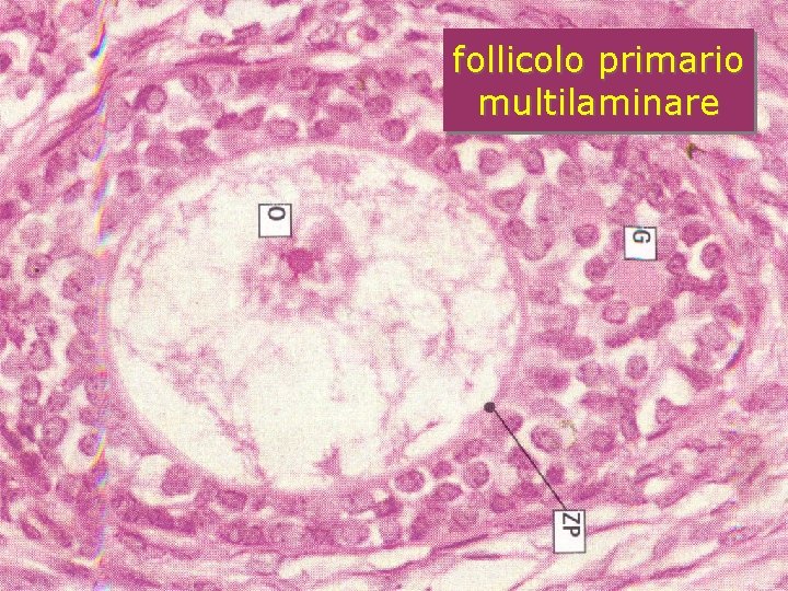 follicolo primario multilaminare follicolo primario multilaminare