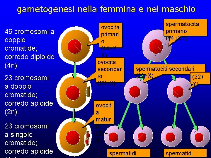 gametogenesi nella femmina e nel maschio 46 cromosomi a doppio cromatide; corredo diploide (4 gametogenesi nella femmina e nel maschio 46 cromosomi a doppio cromatide; corredo diploide (4