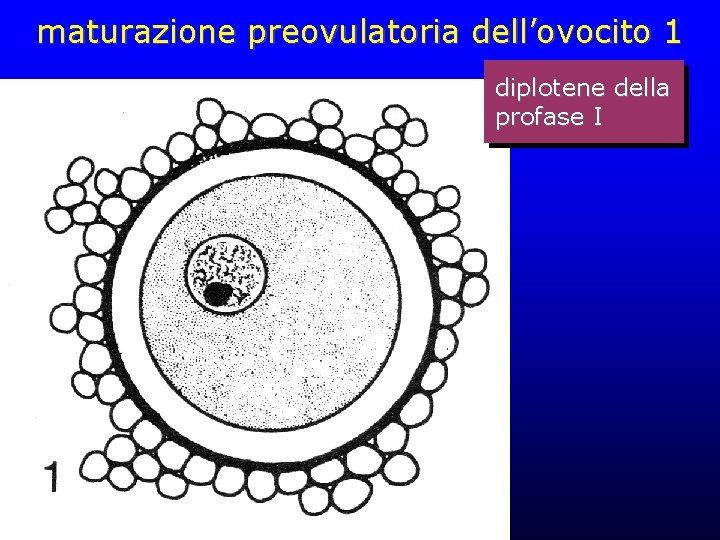 maturazione preovulatoria dell’ovocito 1 diplotene della profase I maturazione preovulatoria dell’ovocito 1 diplotene della profase I
