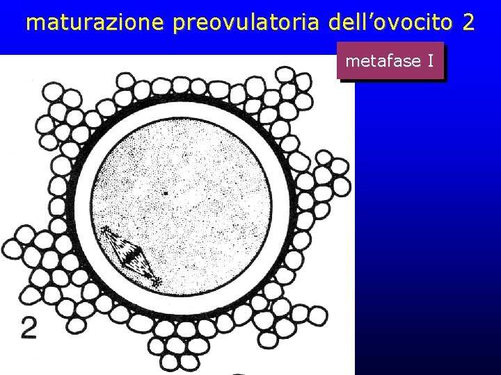 maturazione preovulatoria dell’ovocito 2 metafase I maturazione preovulatoria dell’ovocito 2 metafase I