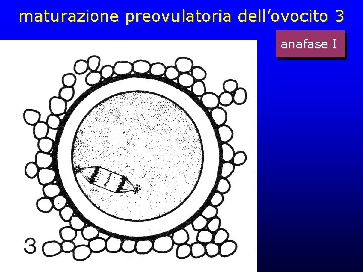 maturazione preovulatoria dell’ovocito 3 anafase I maturazione preovulatoria dell’ovocito 3 anafase I