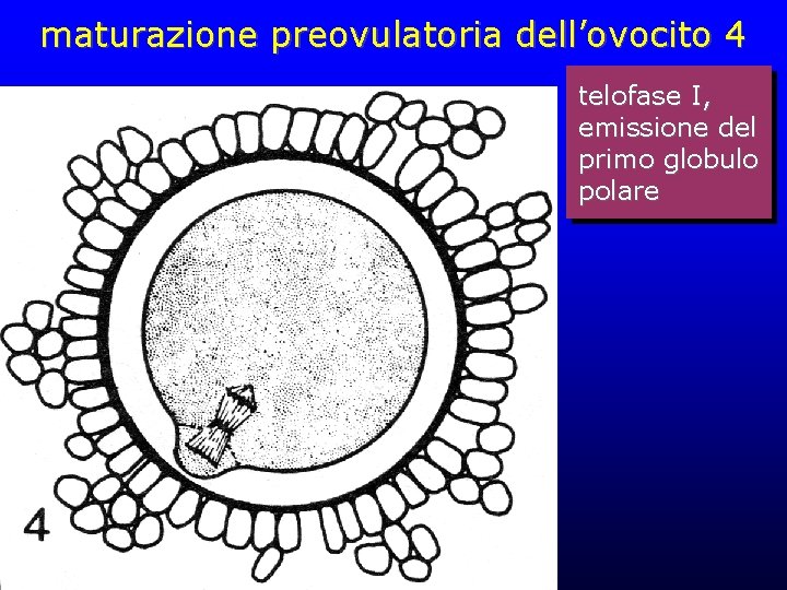 maturazione preovulatoria dell’ovocito 4 telofase I, emissione del primo globulo polare maturazione preovulatoria dell’ovocito 4 telofase I, emissione del primo globulo polare