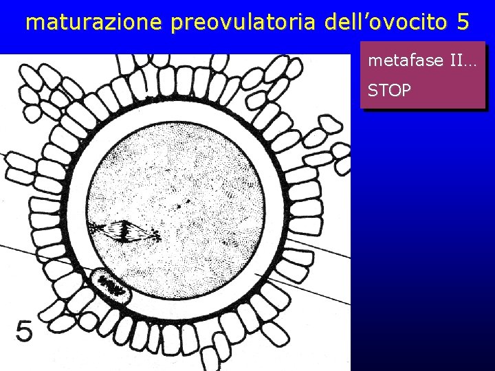 maturazione preovulatoria dell’ovocito 5 metafase II… STOP maturazione preovulatoria dell’ovocito 5 metafase II… STOP