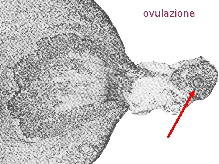 ovulazione ovulazione