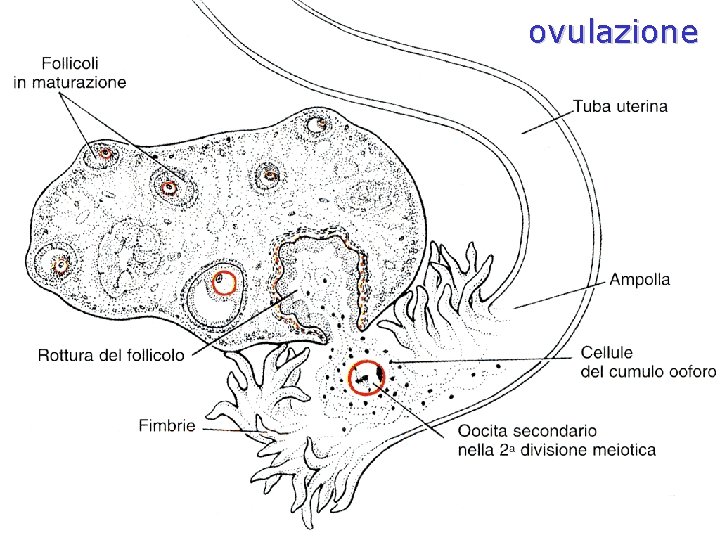 ovulazione ovulazione