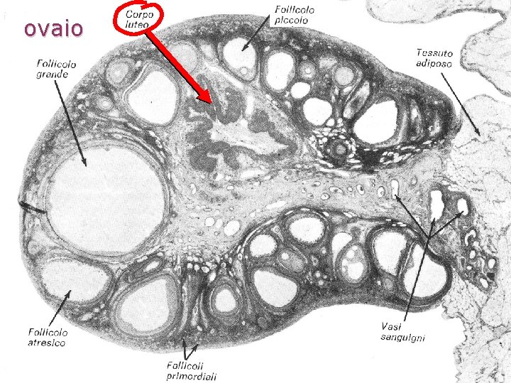 ovaio ovaio