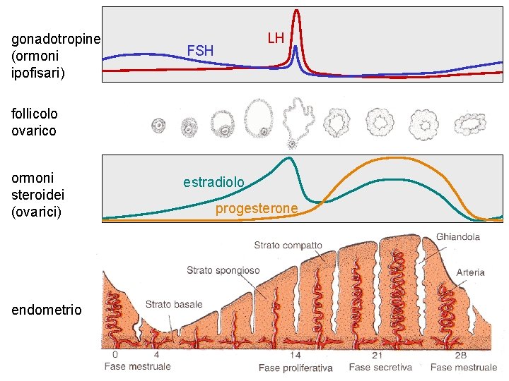 gonadotropine (ormoni ipofisari) LH ciclo mestruale FSH follicolo ovarico ormoni steroidei (ovarici) endometrio estradiolo gonadotropine (ormoni ipofisari) LH ciclo mestruale FSH follicolo ovarico ormoni steroidei (ovarici) endometrio estradiolo