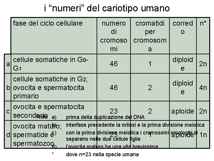 i “numeri” del cariotipo umano fase del ciclo cellulare cellule somatiche in G 0 i “numeri” del cariotipo umano fase del ciclo cellulare cellule somatiche in G 0