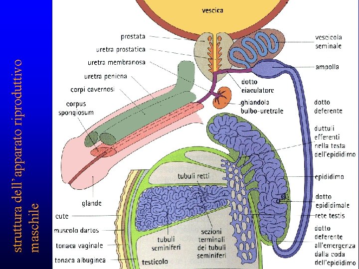 struttura dell’apparato riproduttivo maschile struttura dell’apparato riproduttivo maschile