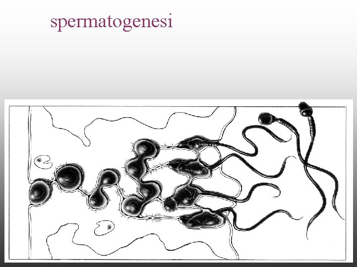 spermatogenesi spermatogenesi