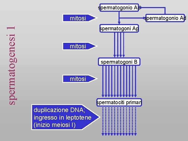 spermatogonio Ad spermatogenesi 1 mitosi spermatogonio Ad spermatogoni Ap mitosi spermatogoni B mitosi spermatociti spermatogonio Ad spermatogenesi 1 mitosi spermatogonio Ad spermatogoni Ap mitosi spermatogoni B mitosi spermatociti