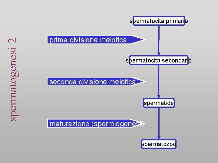 spermatogenesi 2 spermatocita primario prima divisione meiotica spermatocita secondario seconda divisione meiotica spermatide maturazione spermatogenesi 2 spermatocita primario prima divisione meiotica spermatocita secondario seconda divisione meiotica spermatide maturazione
