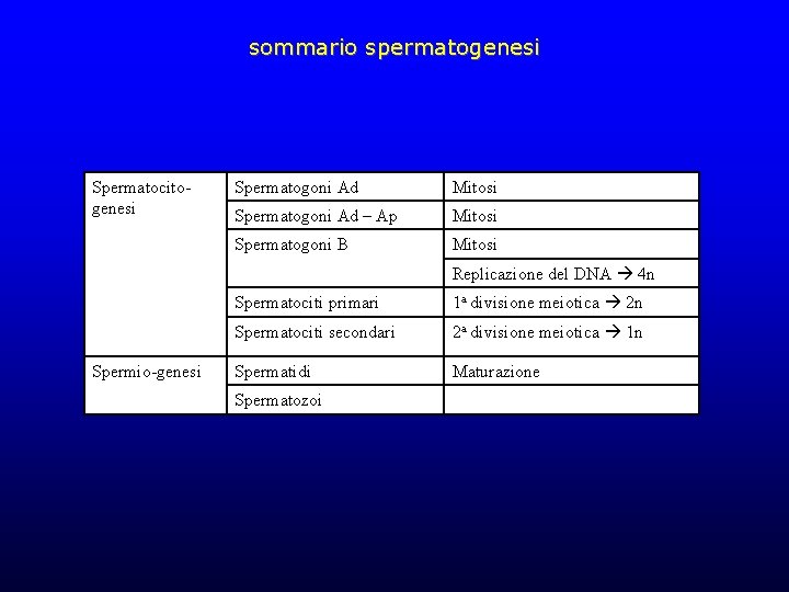 sommario spermatogenesi Spermatocitogenesi Spermatogoni Ad Mitosi Spermatogoni Ad – Ap Mitosi Spermatogoni B Mitosi sommario spermatogenesi Spermatocitogenesi Spermatogoni Ad Mitosi Spermatogoni Ad – Ap Mitosi Spermatogoni B Mitosi