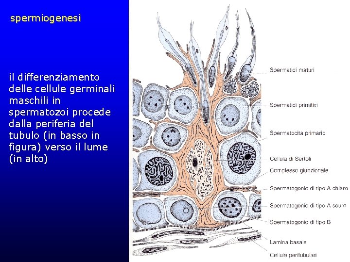 spermiogenesi il differenziamento delle cellule germinali maschili in spermatozoi procede dalla periferia del tubulo spermiogenesi il differenziamento delle cellule germinali maschili in spermatozoi procede dalla periferia del tubulo